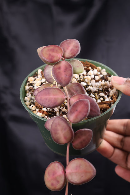 Hoya burtoniae (m11-A)