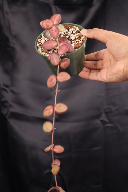 Hoya burtoniae (m11-A)