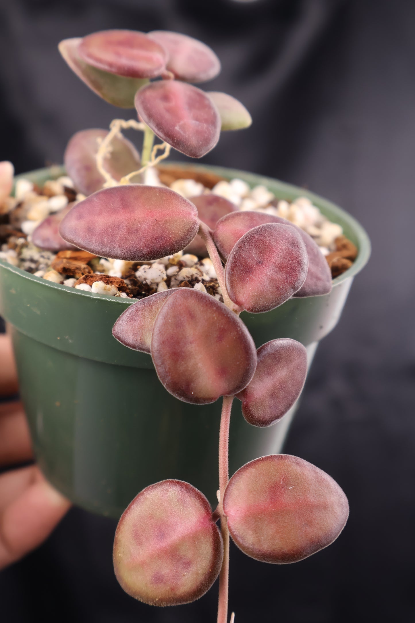 Hoya burtoniae (m11-A)