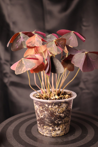 Oxalis triangularis variegated (m11-A)