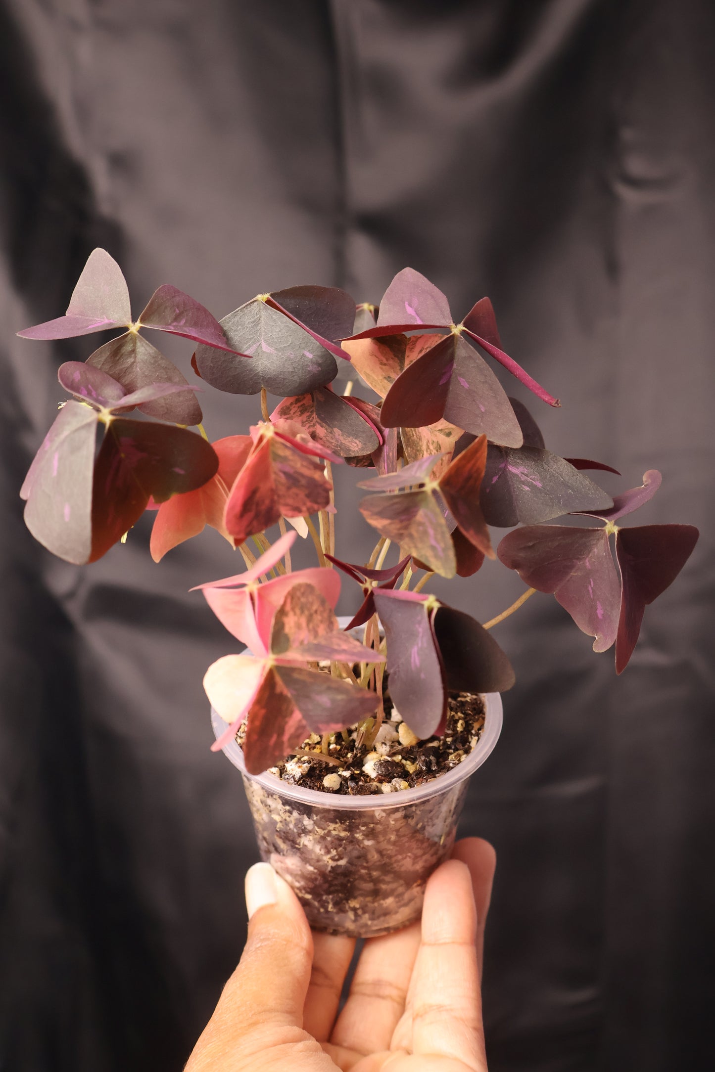 Oxalis triangularis variegated (m11-A)