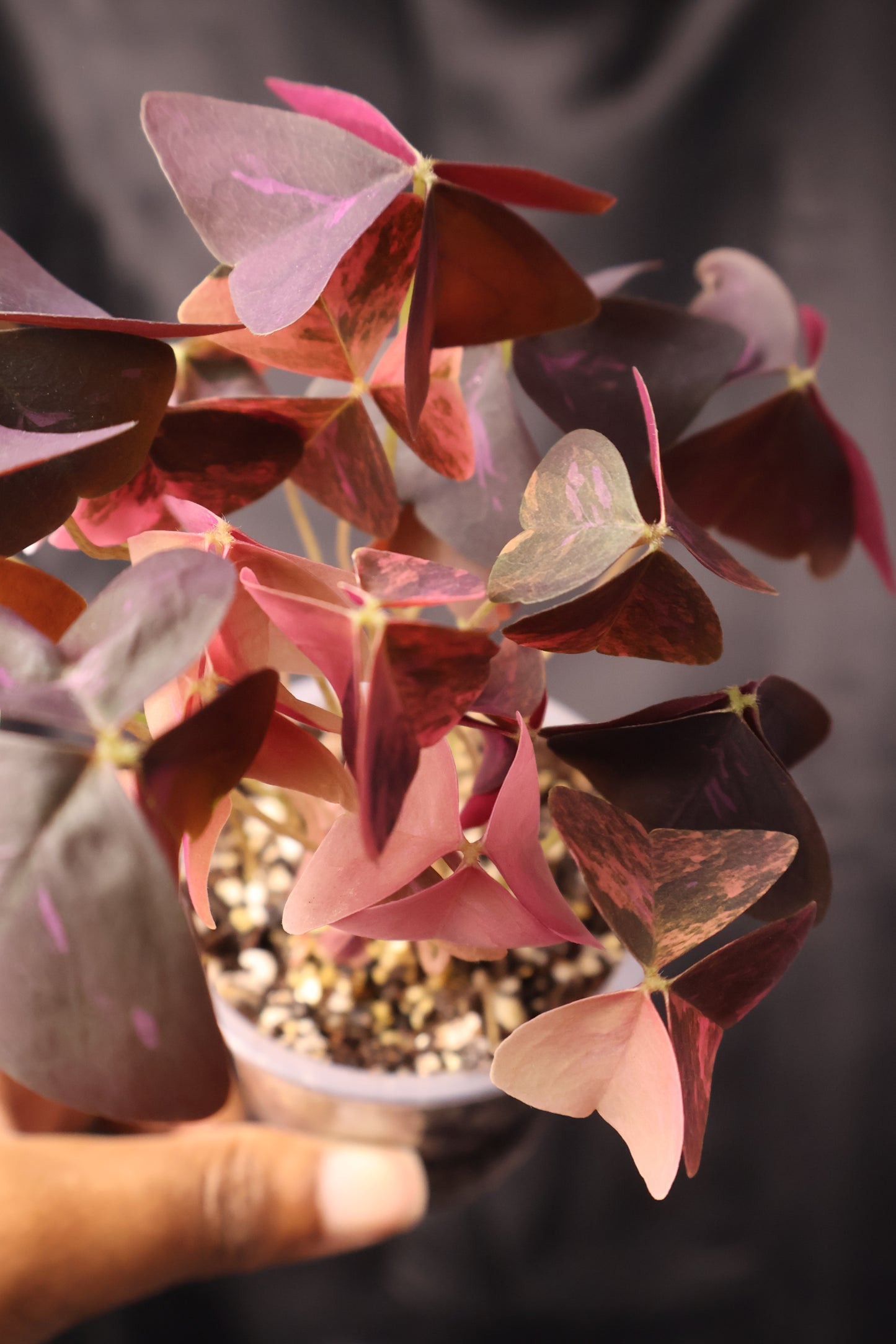 Oxalis triangularis variegated (m11-A)