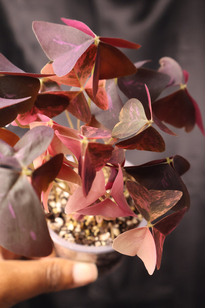 Oxalis triangularis variegated (m11-A)