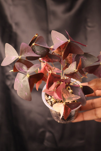 Oxalis triangularis variegated (m11-A)