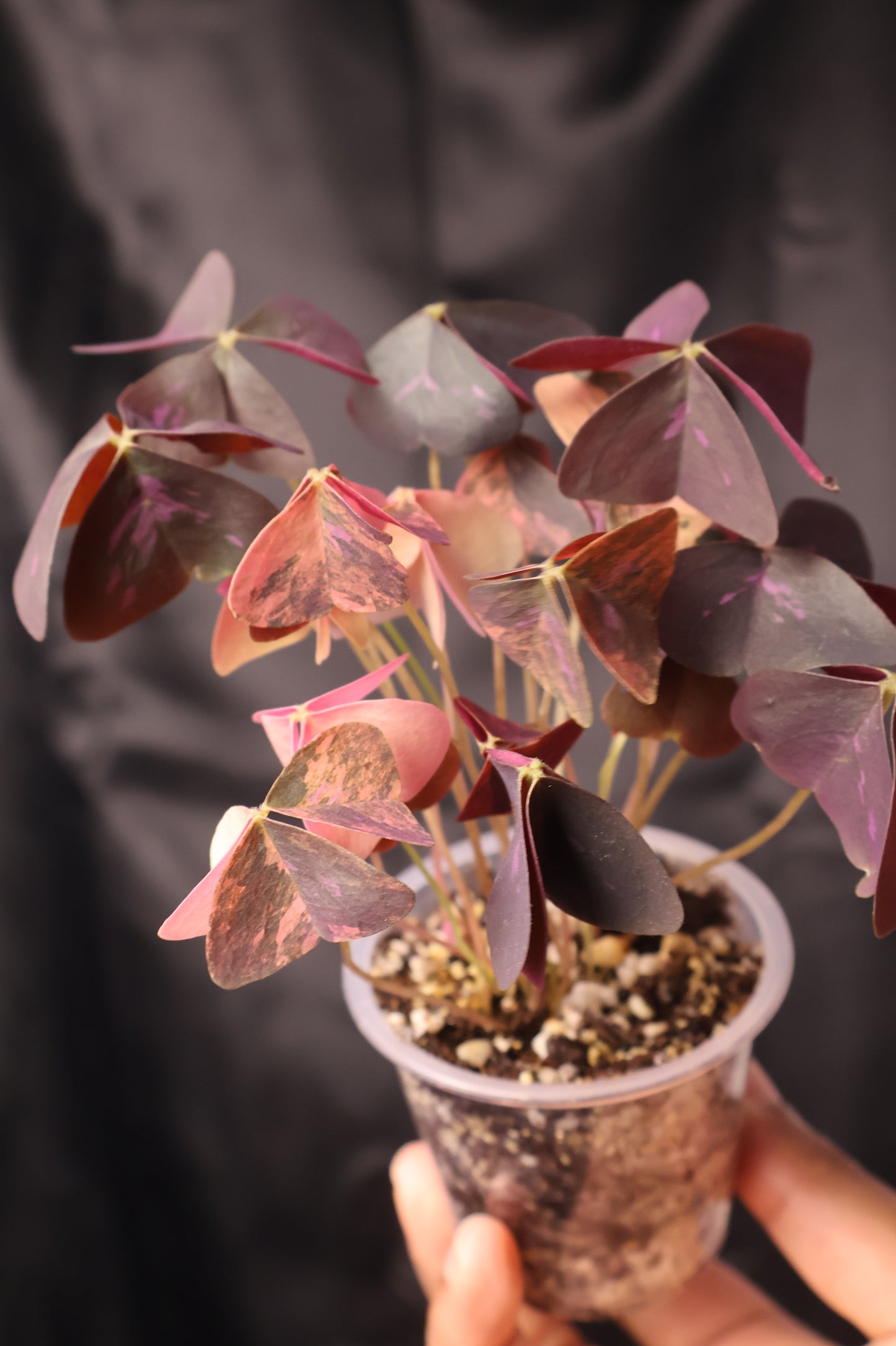 Oxalis triangularis variegated (m11-A)