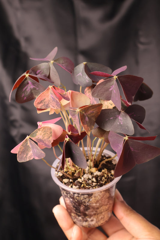Oxalis triangularis variegated (m11-A)