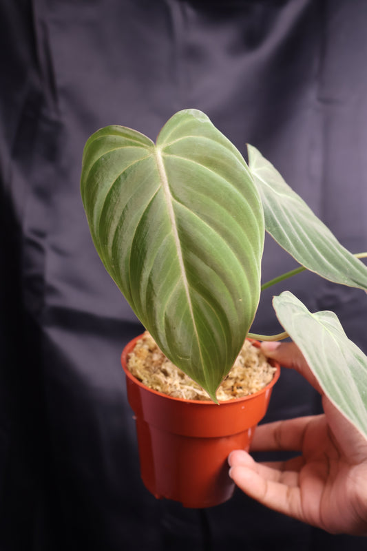 Philodendron 'Glorious' (m11-A)