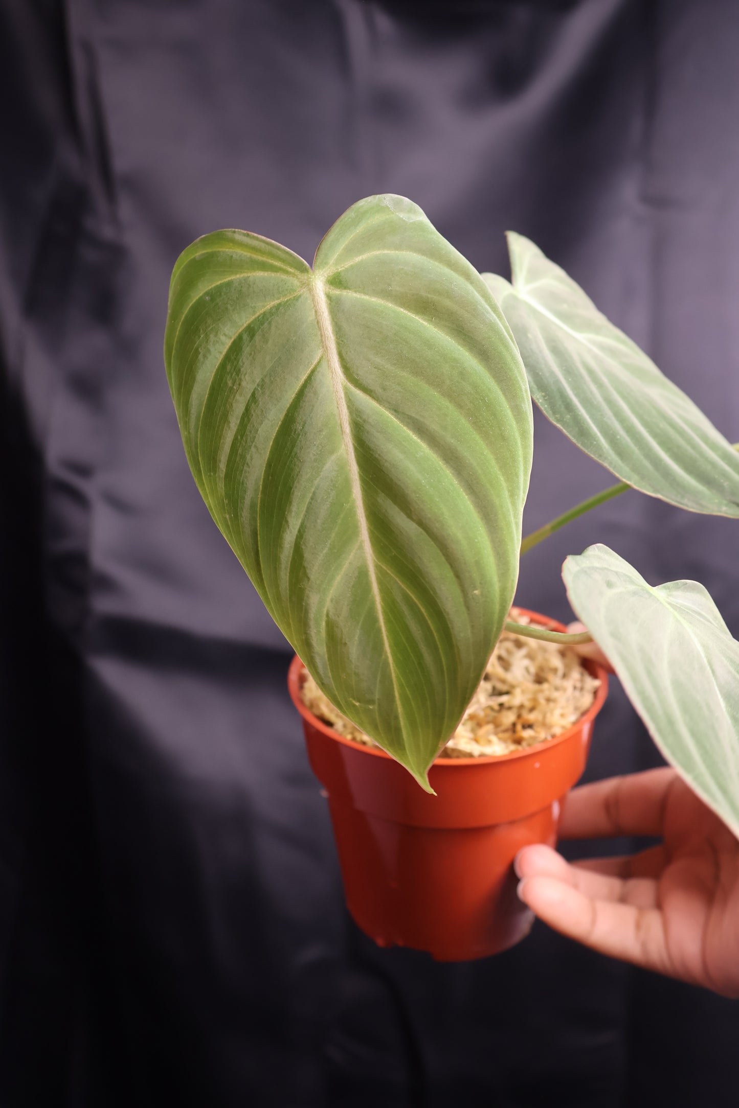 Philodendron 'Glorious' (m11-A)