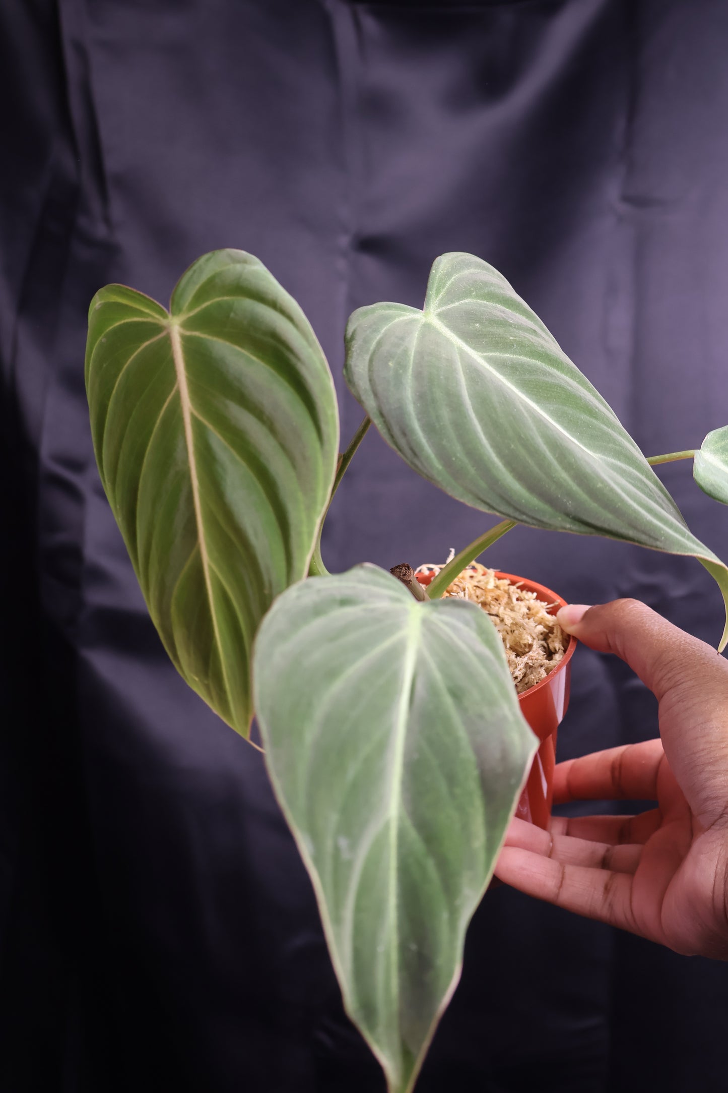 Philodendron 'Glorious' (m11-A)