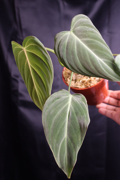 Philodendron 'Glorious' (m11-A)