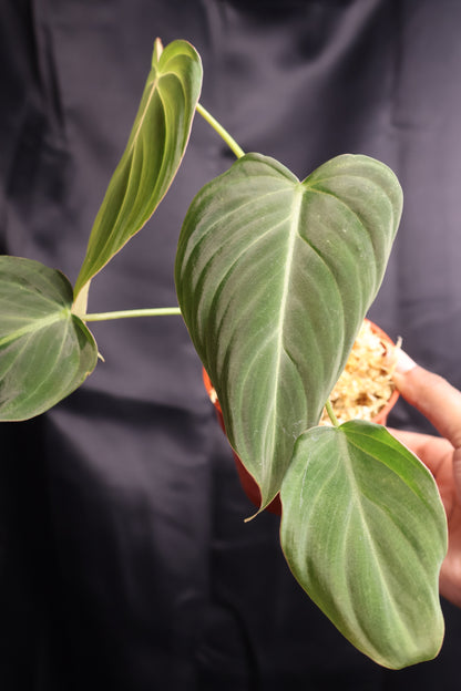 Philodendron 'Glorious' (m11-A)