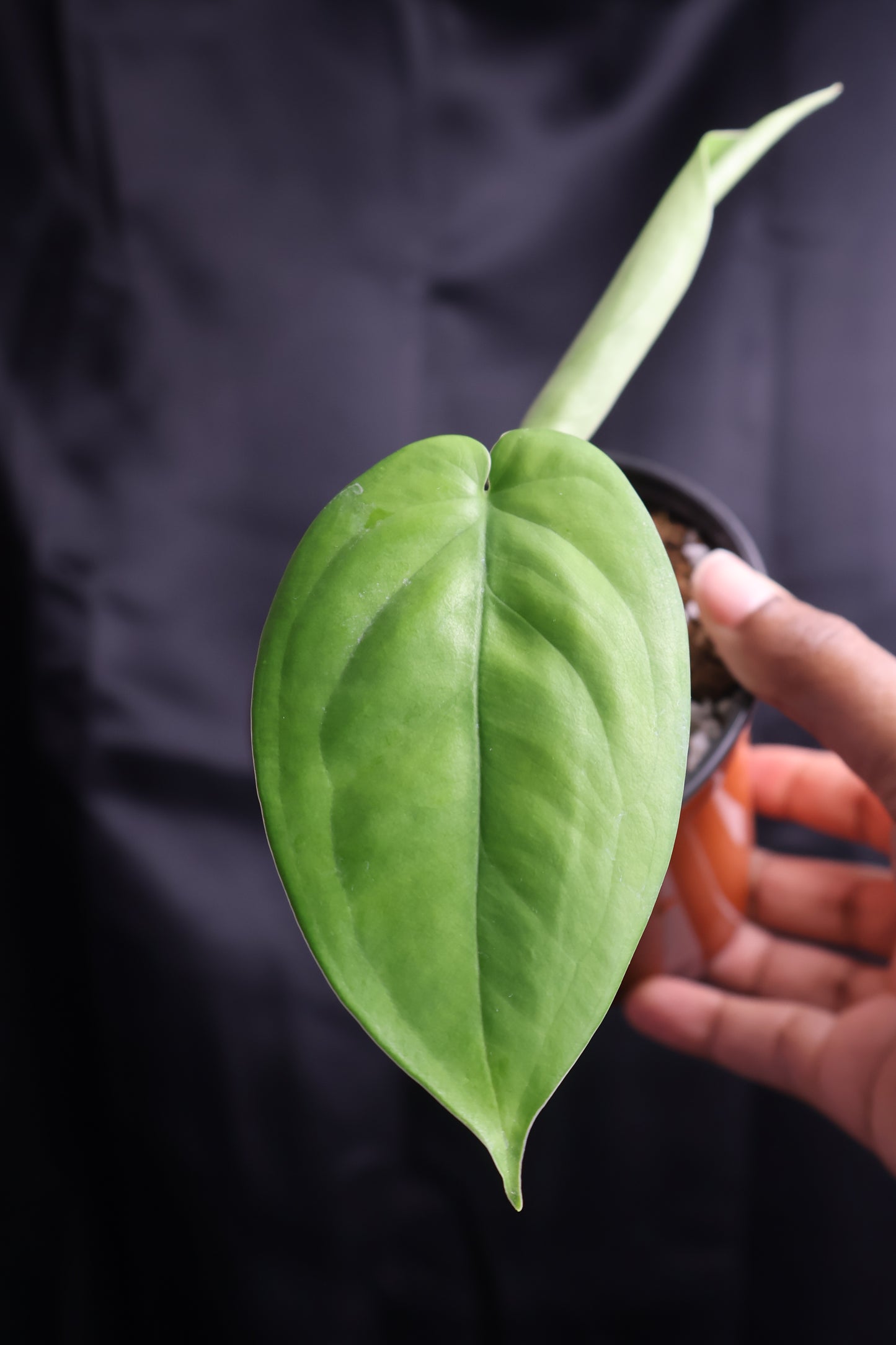 Syngonium chiapense (m11-A)