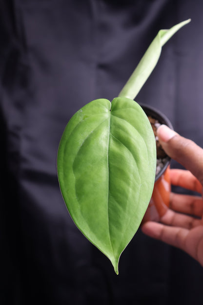 Syngonium chiapense (m11-A)