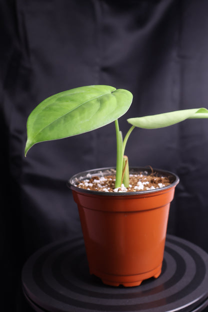 Syngonium chiapense (m11-A)