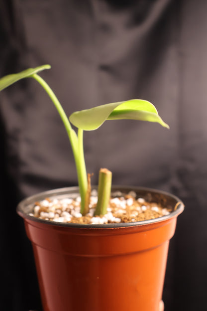 Syngonium chiapense (m11-A)