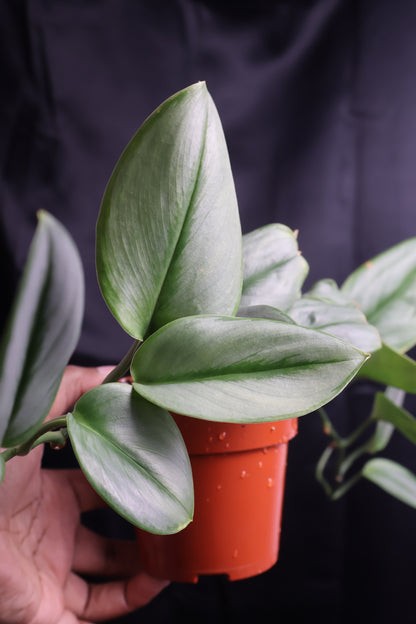 Scindapsus treubii 'Moonlight' (m11-A)