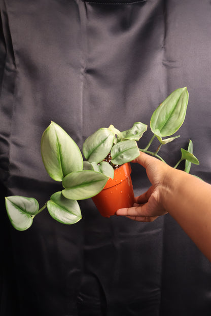 Scindapsus treubii 'Moonlight' (m11-A)