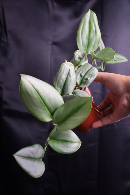 Scindapsus treubii 'Moonlight' (m11-A)