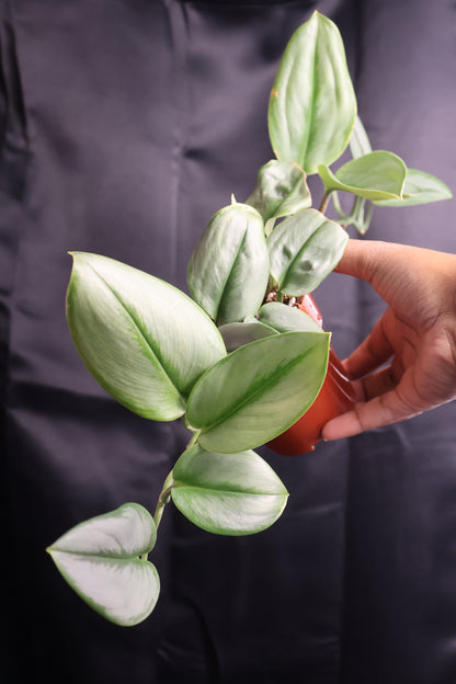 Scindapsus treubii 'Moonlight' (m11-A)