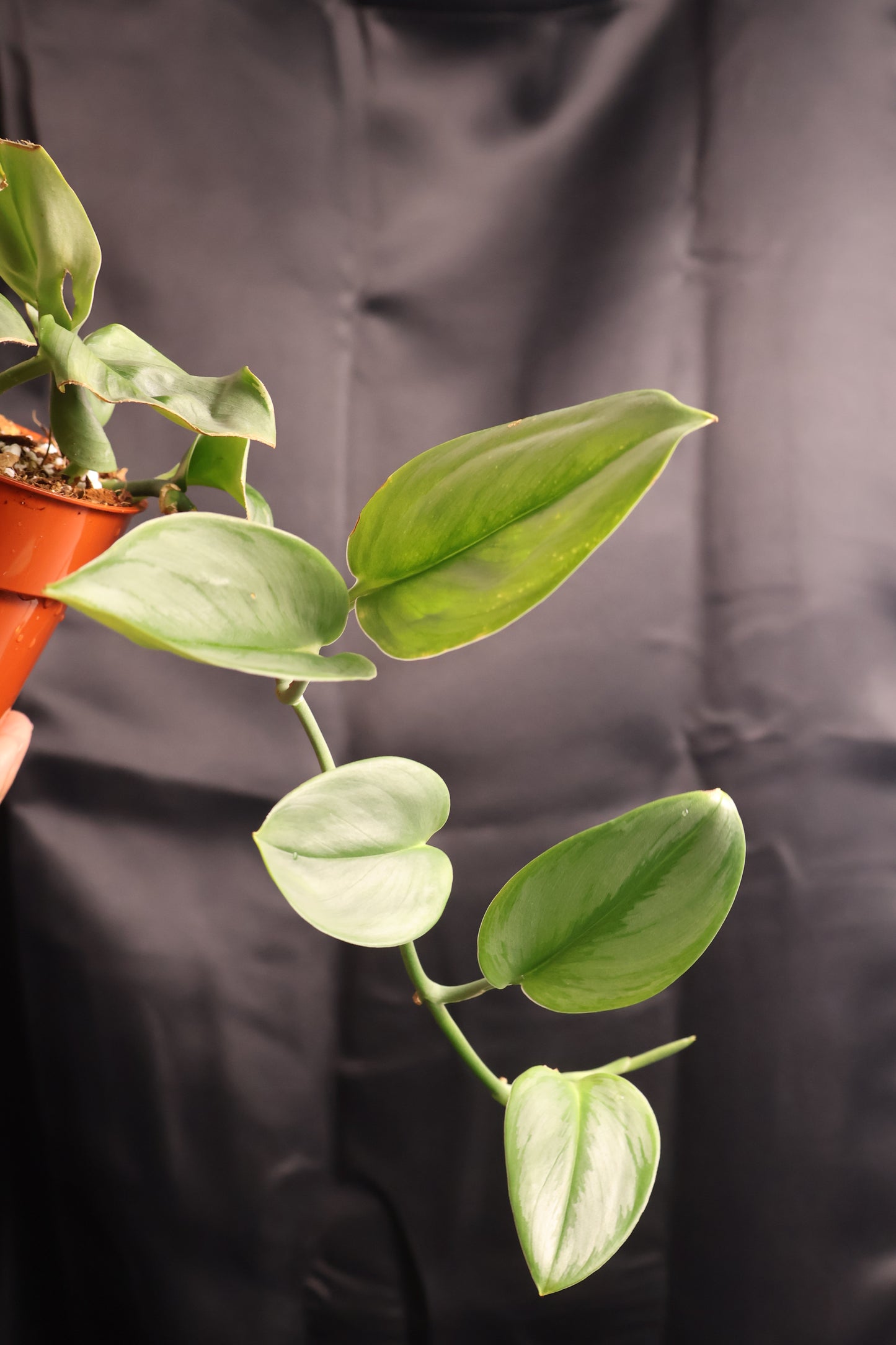 Scindapsus treubii 'Moonlight' (m11-A)