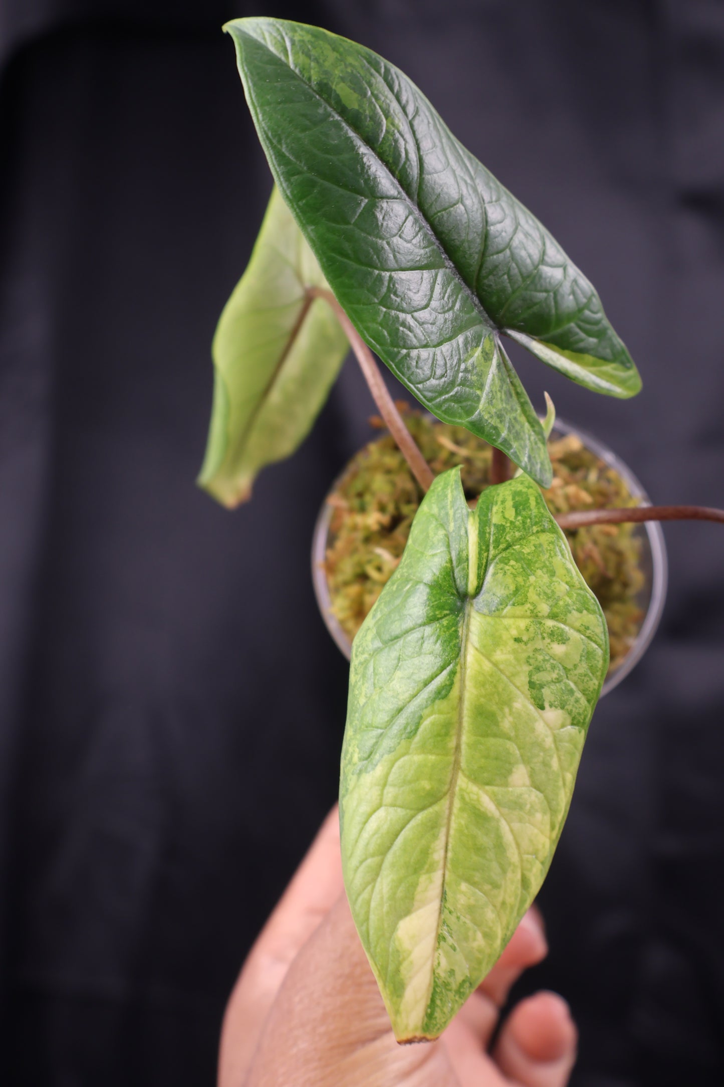 Alocasia scalprum aurea (m11-B)