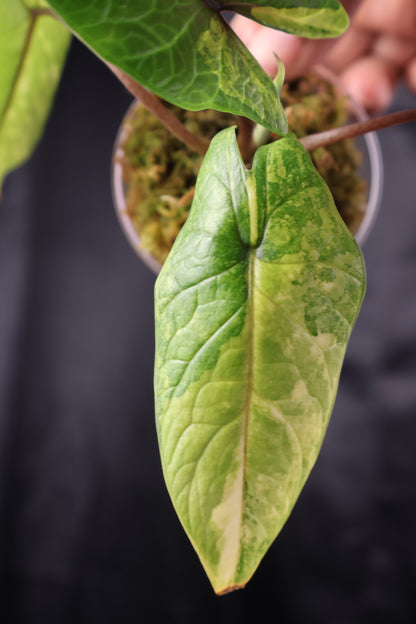 Alocasia scalprum aurea (m11-B)