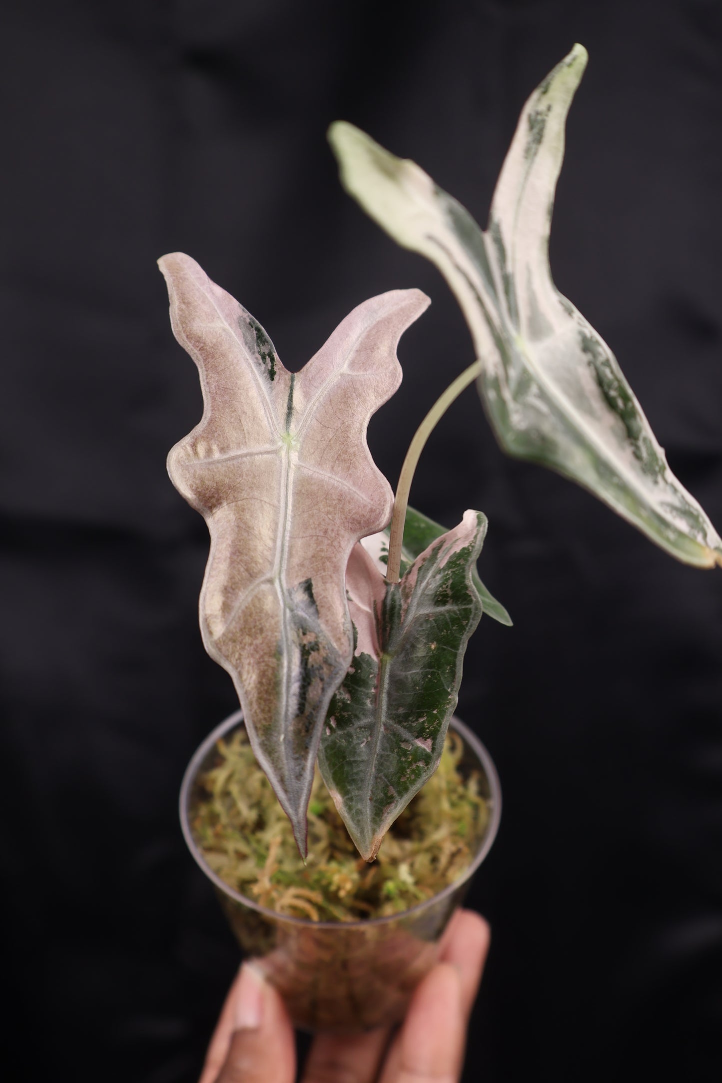 Alocasia sanderiana 'Nobilis' pink K (m12-B)