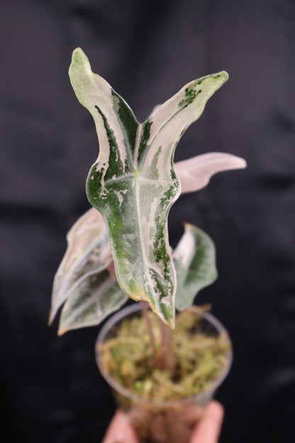 Alocasia sanderiana 'Nobilis' pink K (m12-B)