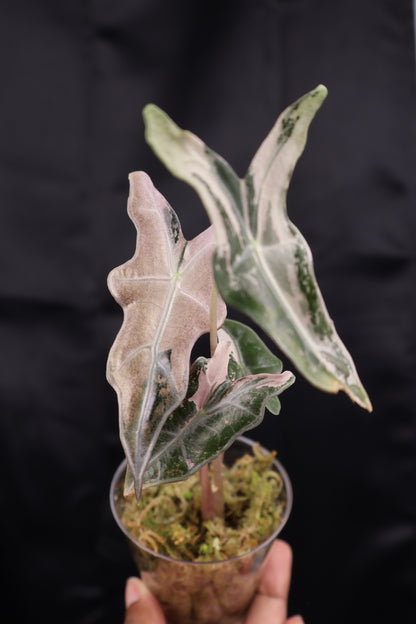 Alocasia sanderiana 'Nobilis' pink K (m12-B)
