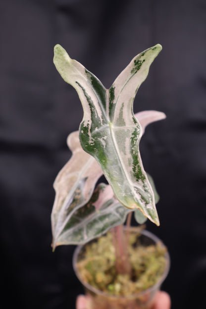 Alocasia sanderiana 'Nobilis' pink K (m12-B)