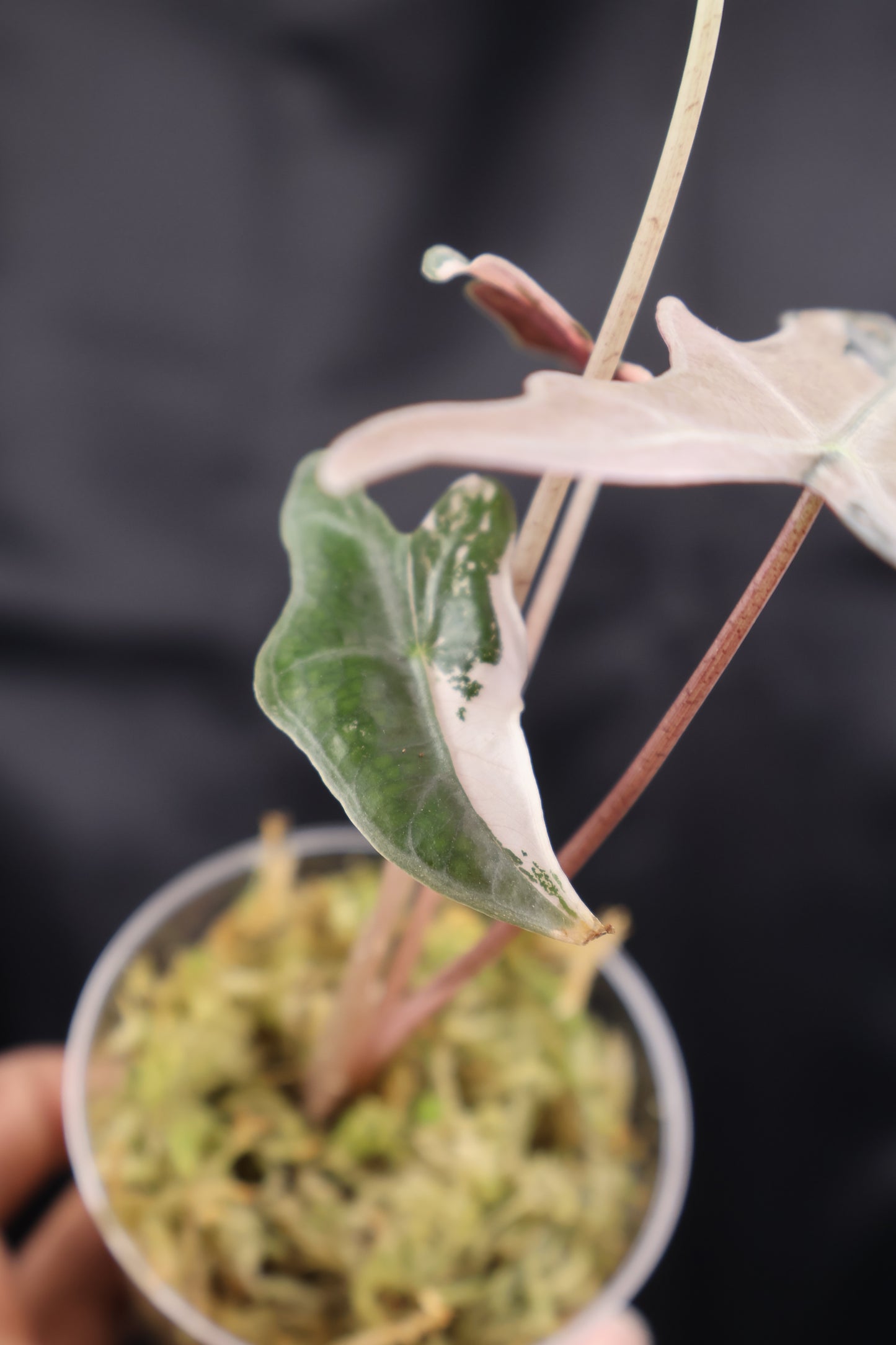 Alocasia sanderiana 'Nobilis' pink K (m12-B)