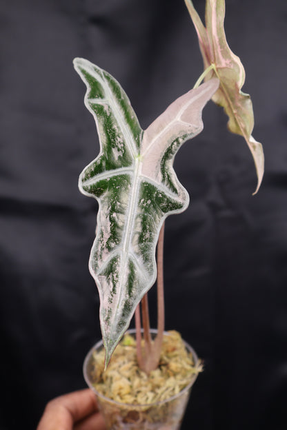 Alocasia sanderiana 'Nobilis' pink K (m12-A)