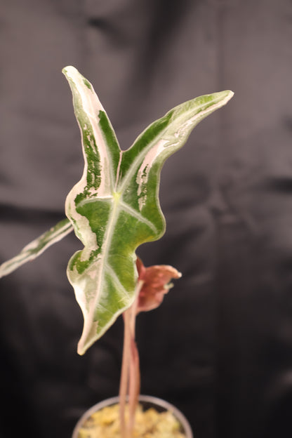 Alocasia sanderiana 'Nobilis' pink K (m12-A)