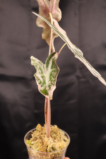 Alocasia sanderiana 'Nobilis' pink K (m12-A)