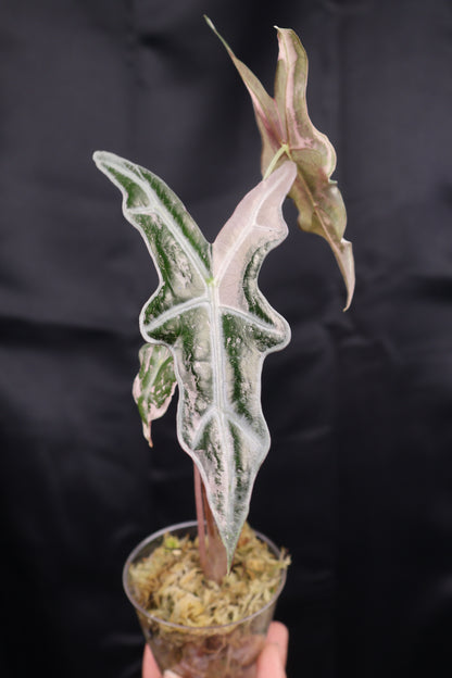 Alocasia sanderiana 'Nobilis' pink K (m12-A)