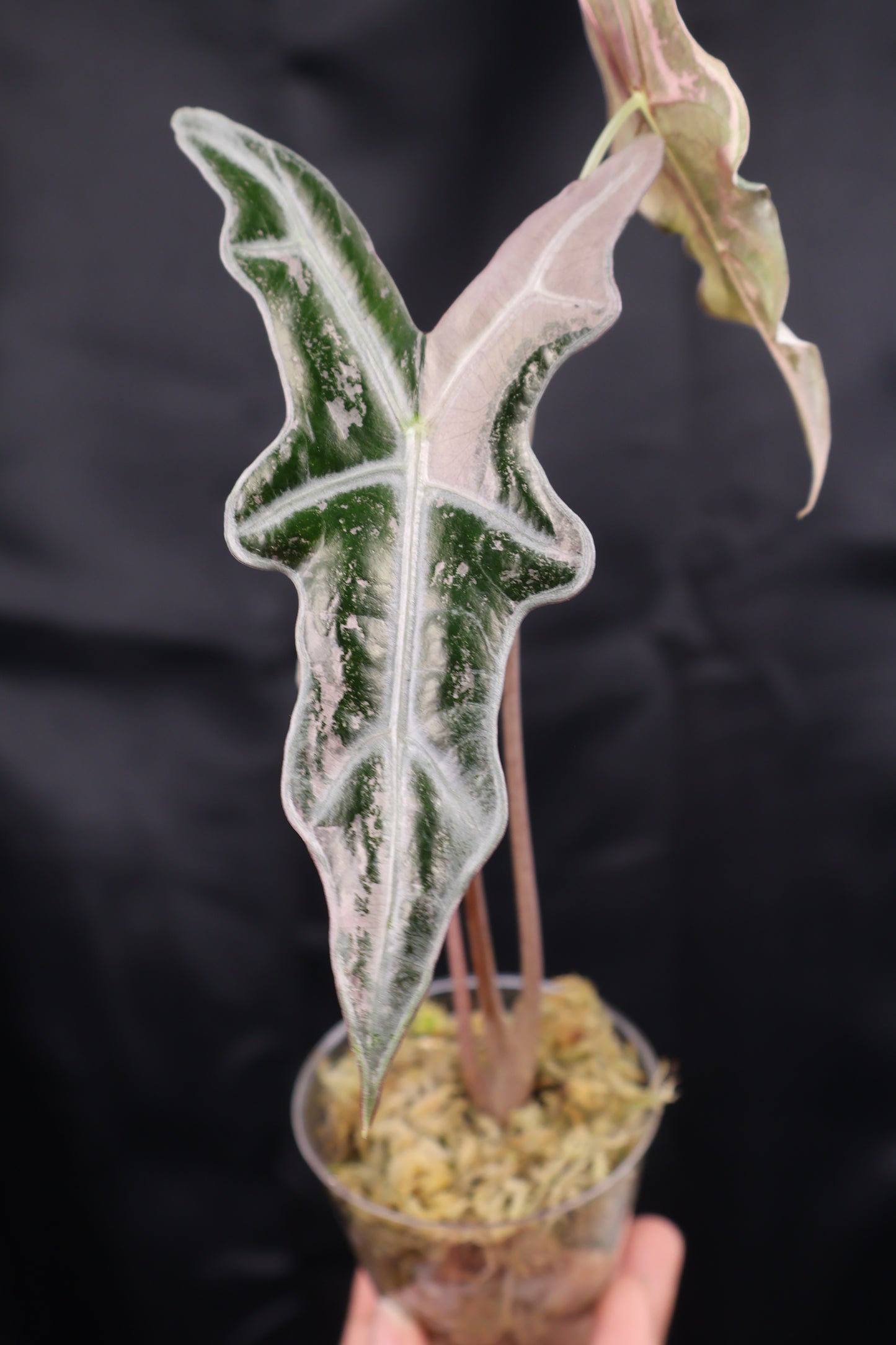 Alocasia sanderiana 'Nobilis' pink K (m12-A)