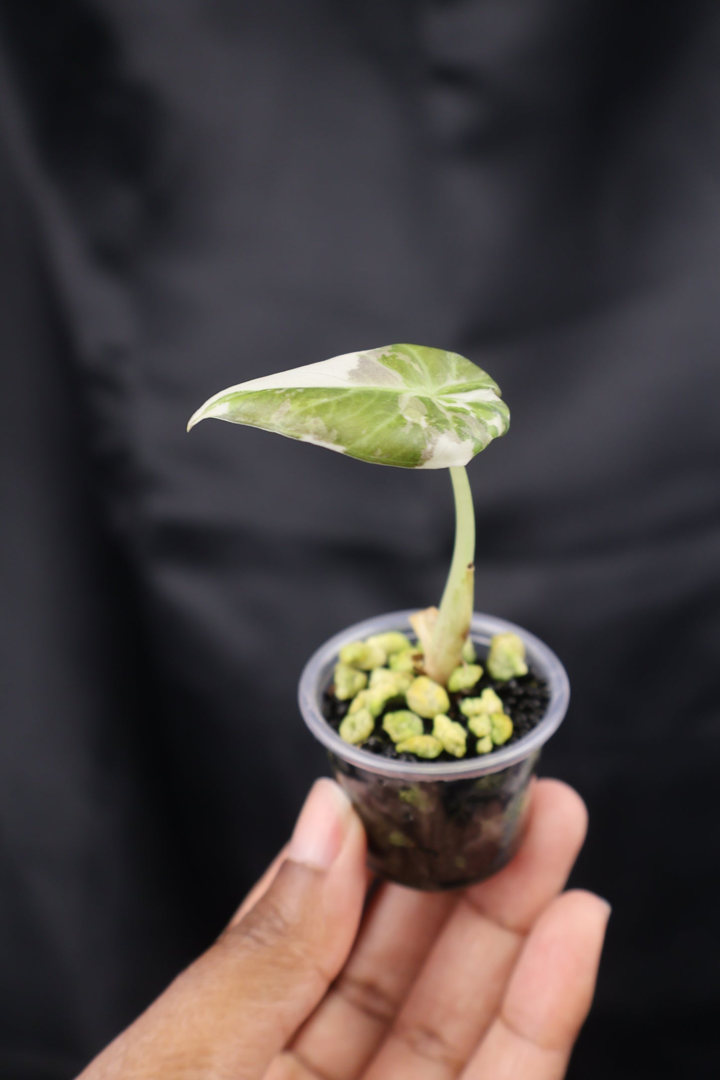 Alocasia Regal Shield albo (m12-B)