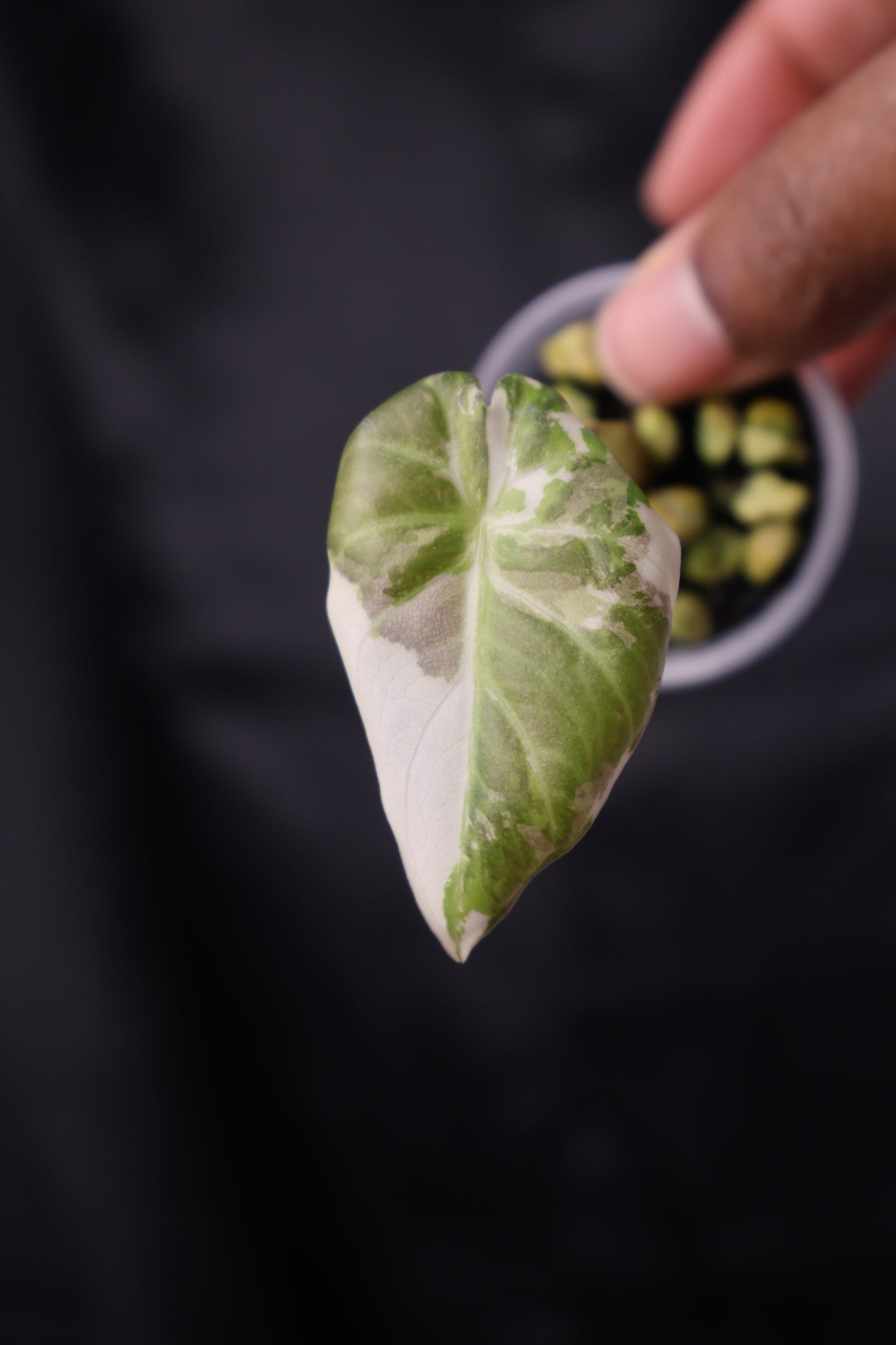 Alocasia Regal Shield albo (m12-B)