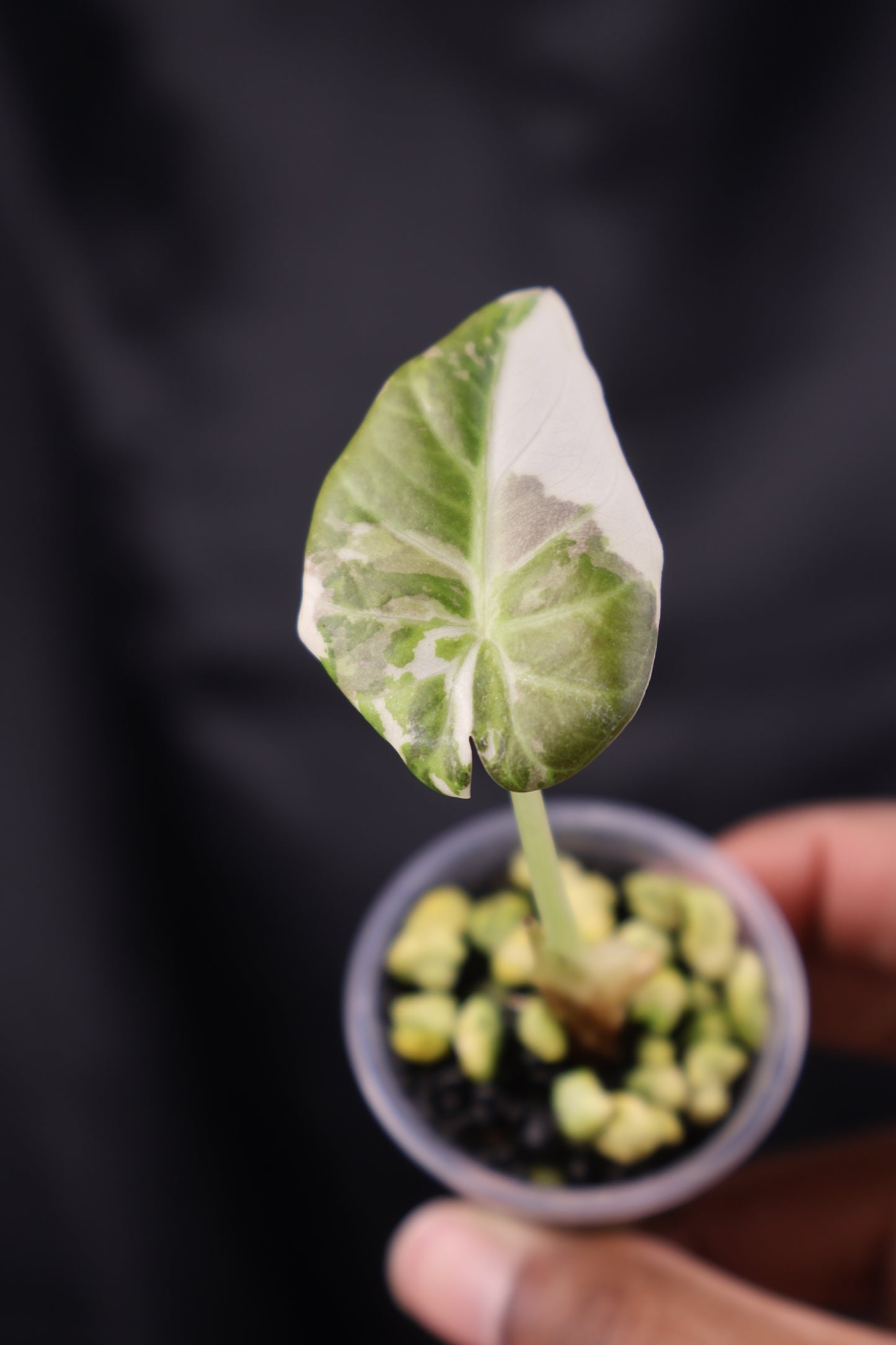 Alocasia Regal Shield albo (m12-B)