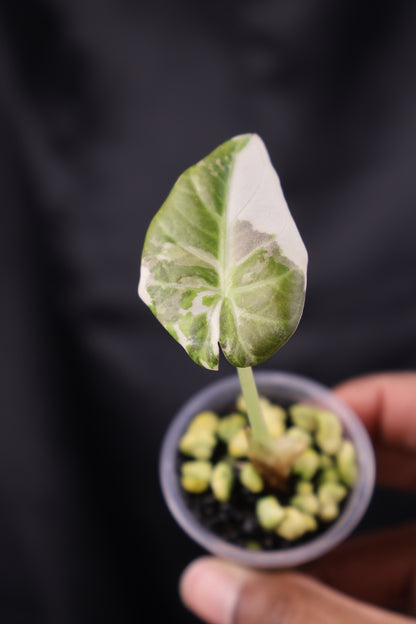 Alocasia Regal Shield albo (m12-B)