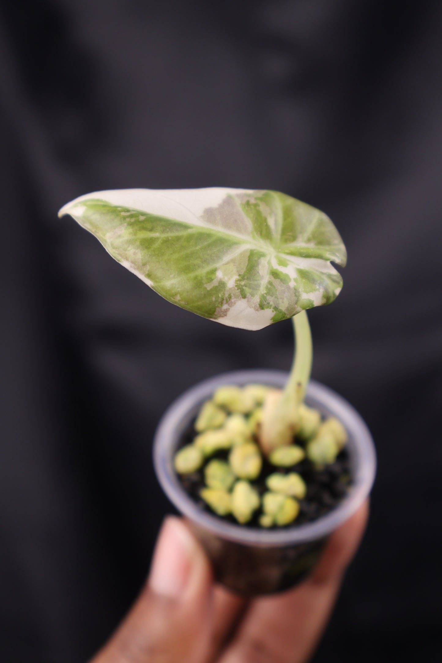 Alocasia Regal Shield albo (m12-B)