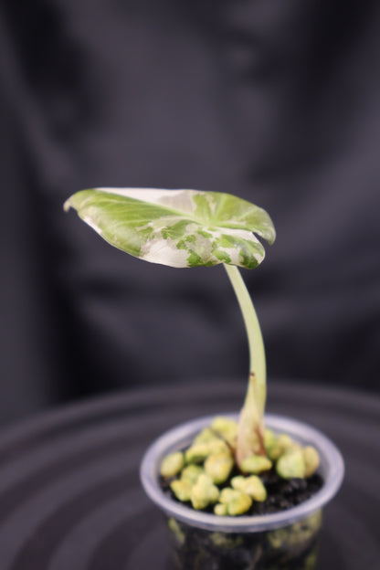 Alocasia Regal Shield albo (m12-B)