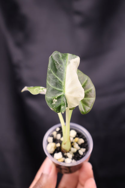 Alocasia Regal Shield albo (m12-A)