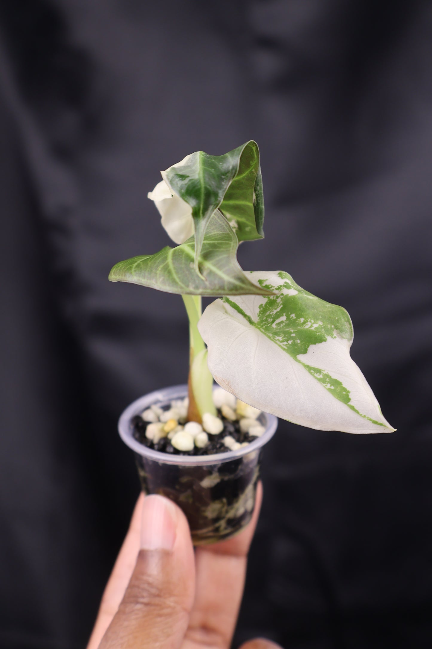 Alocasia Regal Shield albo (m12-A)