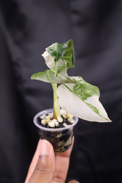 Alocasia Regal Shield albo (m12-A)