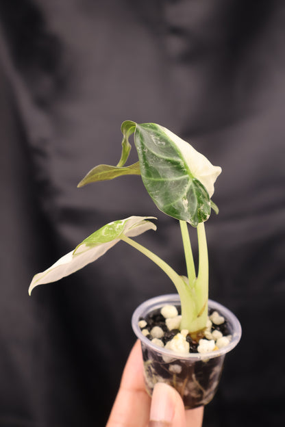 Alocasia Regal Shield albo (m12-A)