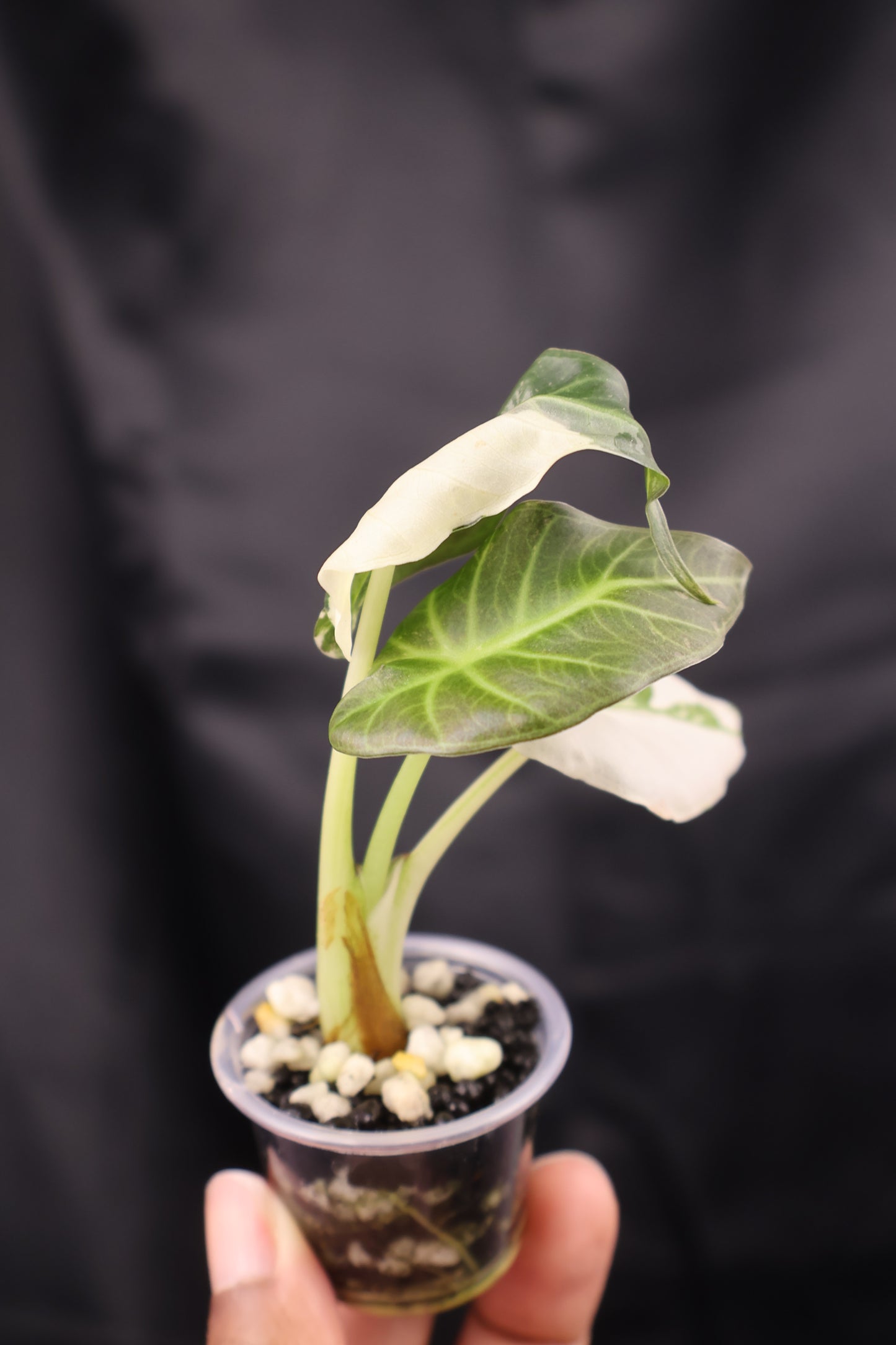 Alocasia Regal Shield albo (m12-A)