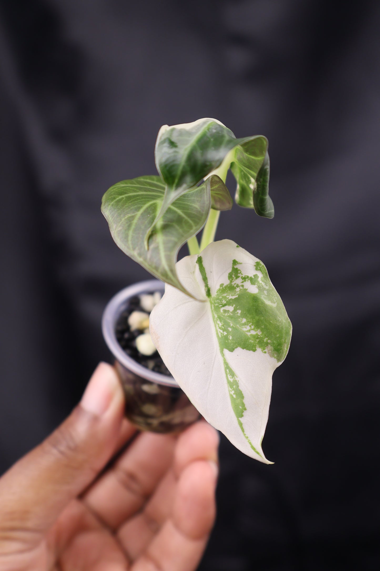 Alocasia Regal Shield albo (m12-A)