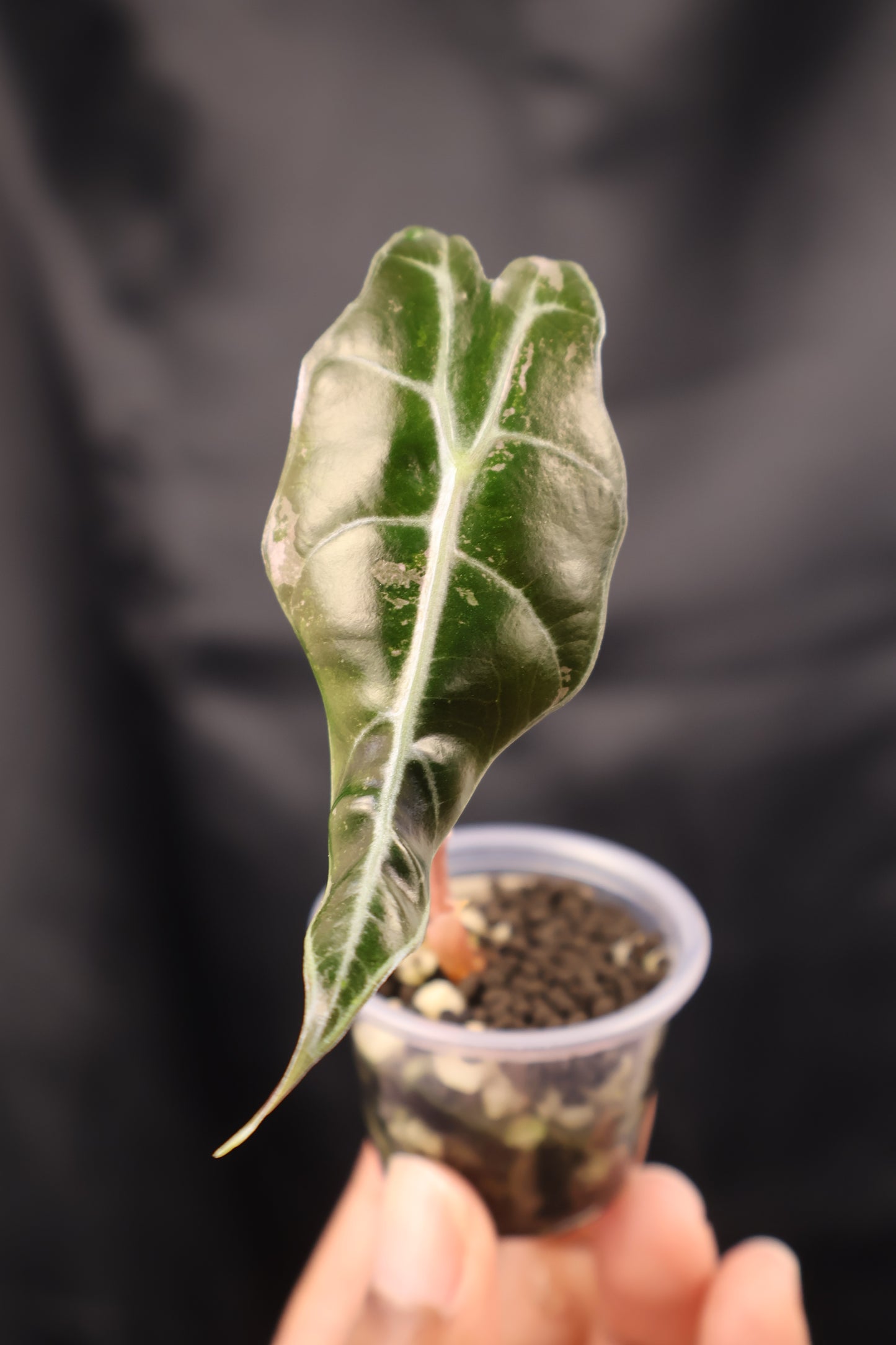 Alocasia sanderiana Bull pink (m12-A)