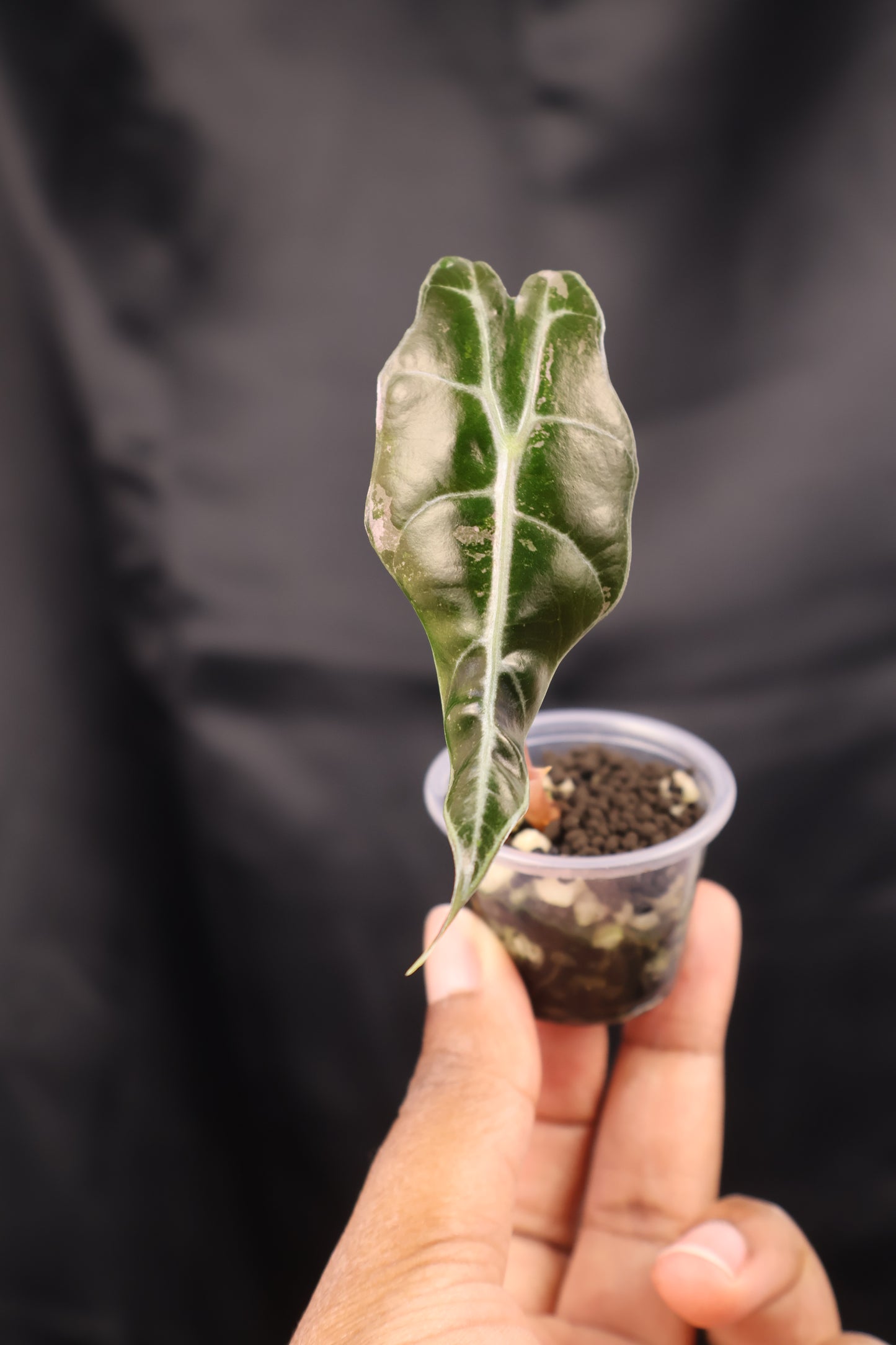 Alocasia sanderiana Bull pink (m12-A)